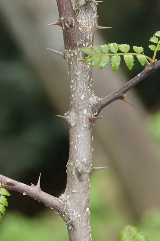 Stems of Zanthoxylum piperitum.