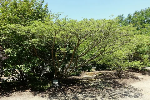 The branching growth of Zanthoxylum schinifolium.