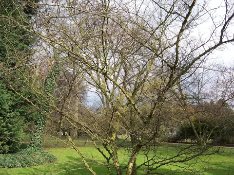 The leafless branches of Zanthoxylum simulans.