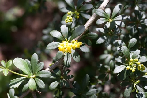 Flowers of Berberis aggregata.
