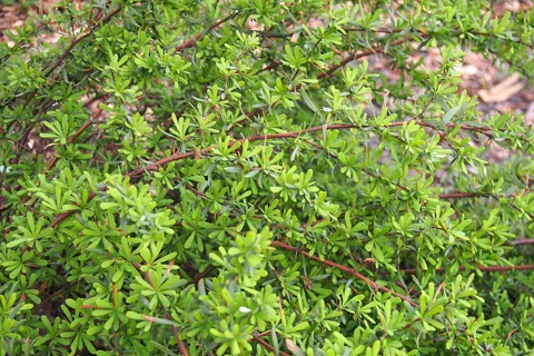 The branching growth of Berberis wilsoniae.