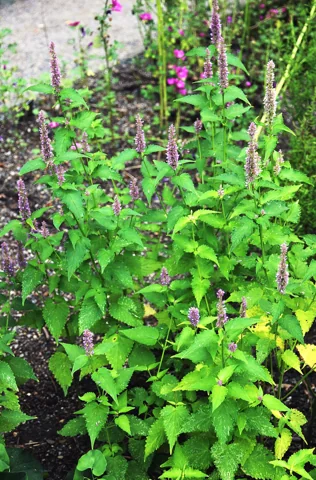 Agastache mexicana in flower.