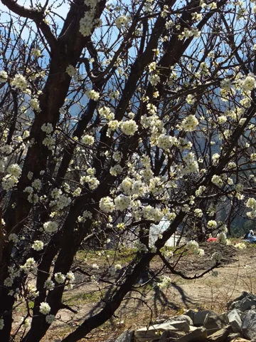 Prunus salicina in flower.