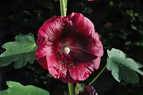 A close view of a Alcea rosea flower.