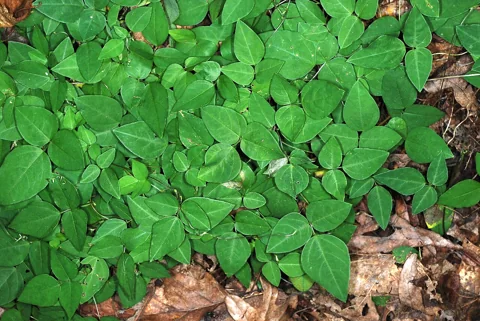 Leaves of Amphicarpaea bracteata.