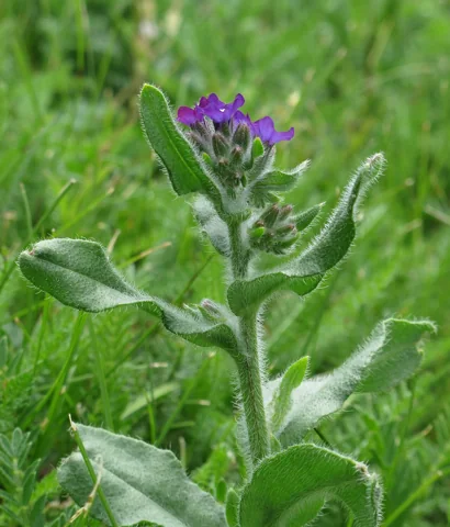 Anchusa officinalis in flower.