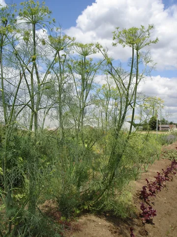 Anethum graveolens in flower.