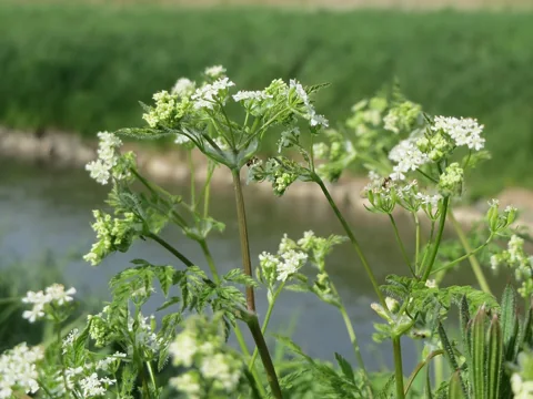 Flowers of Anthriscus cerefolium.