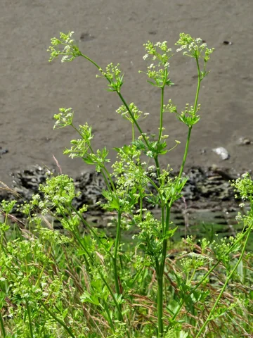 The growth habit of Apium graveolens.