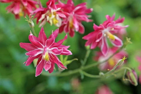 Double flowers of a cultivated Aquilegia vulgaris.