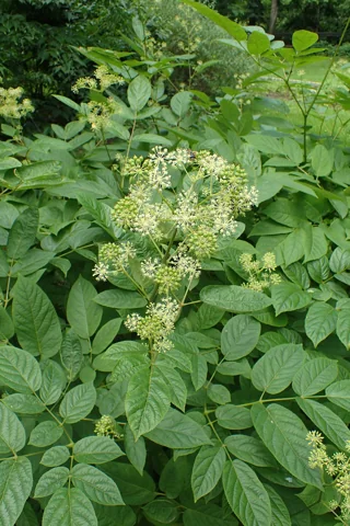 Aralia cordata in flower.