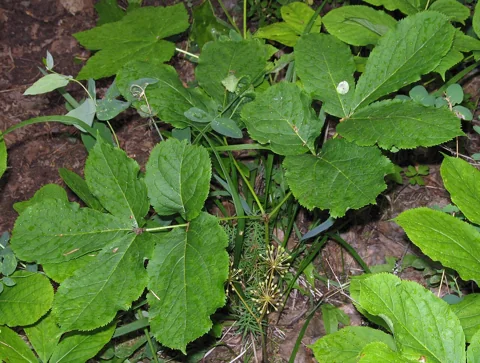 The growth habit of Aralia nudicaulis.