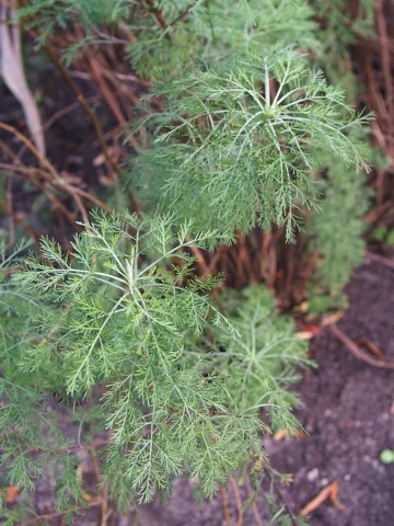 The growth habit of Artemisia abrotanum.