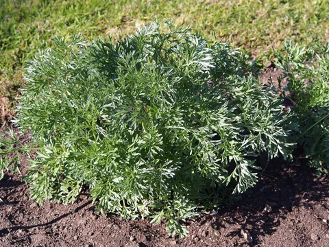 The growth habit of Artemisia dracunculus.