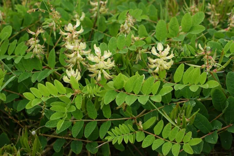 Astragalus glycyphyllos in flower.