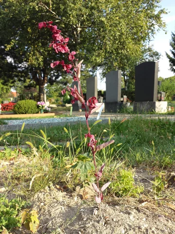 An upright Atriplex hortensis plant with red leaves and flowering stems.
