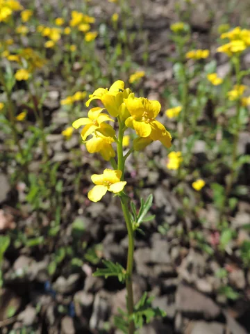 Barbarea verna in flower.