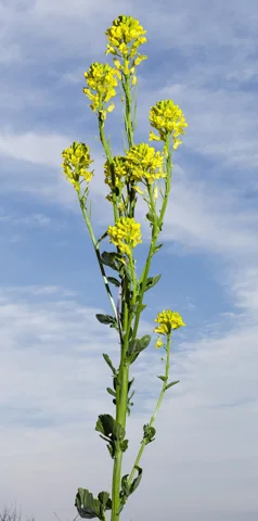 Barbarea vulgaris in flower.