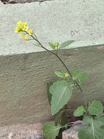 A young flowering Brassica juncea plant with broad lower leaves.