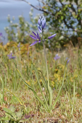Camassia quamash in flower.