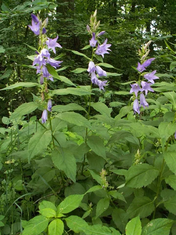 Campanula latifolia in flower.