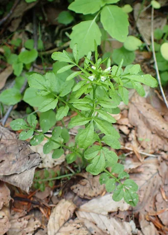 The growth habit of Cardamine flexuosa.