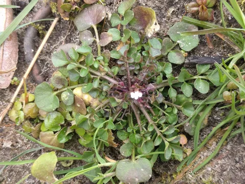 The growth habit of Cardamine hirsuta.