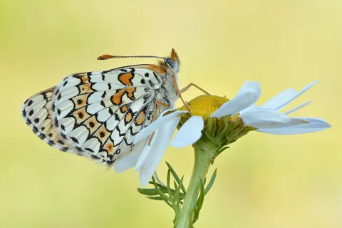 A Glanville fritillary visiting a Chamaemelum nobile flower.