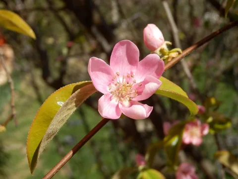 A close view of a Pseudocydonia sinensis flower.
