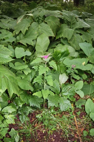 The growth habit of Chenopodium giganteum.
