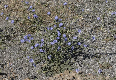 Cichorium intybus in flower.