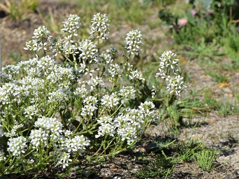Cochlearia officinalis in flower.