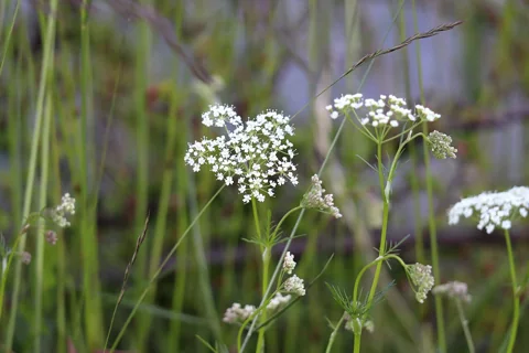 Flowers of Conopodium majus.