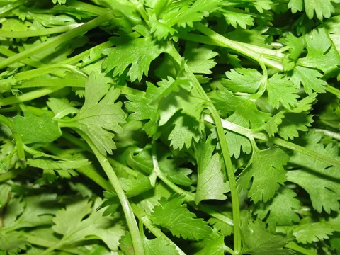 Bright green Coriandrum sativum leaves with divided, lobed edges.