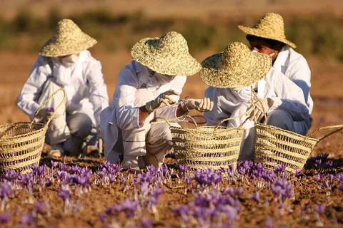 Harvesting Crocus sativus flowers on a saffron farm in Iran.