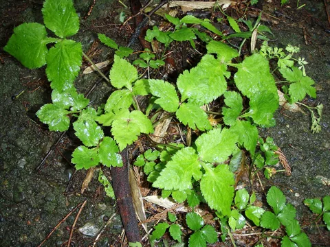 Leaves of Cryptotaenia japonica.