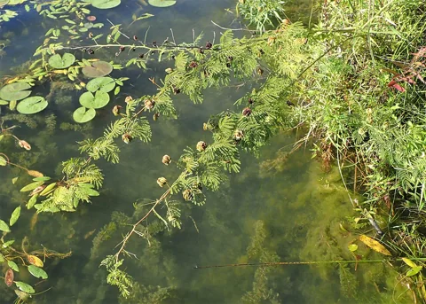 A fruiting Desmanthus illinoensis plant.