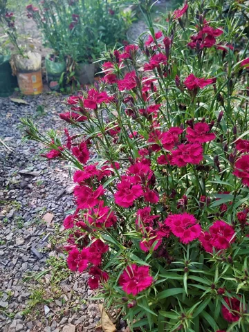 Dianthus barbatus in flower.