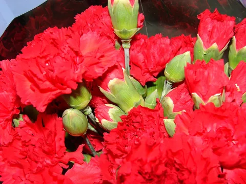 Red flowers of cultivated Dianthus caryophyllus.