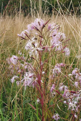 Dianthus superbus in flower.
