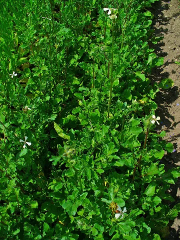 The growth habit of Eruca sativa.