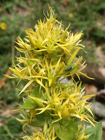 Flowers of Gentiana lutea.