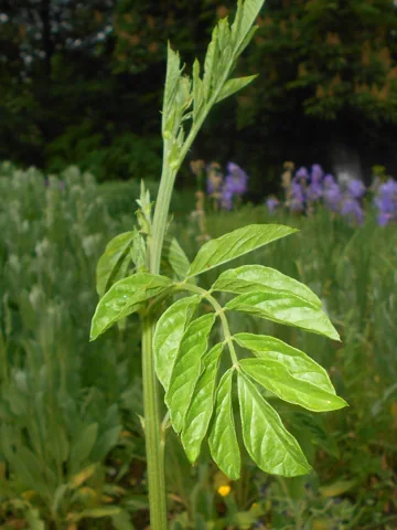 An upright shoot of Glycyrrhiza echinata with compound leaves.