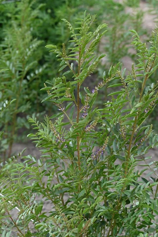 Glycyrrhiza glabra in flower.