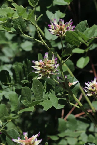 Glycyrrhiza uralensis in flower.