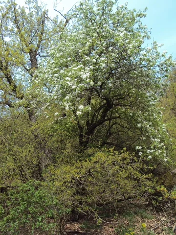 Pyrus pyraster in flower.