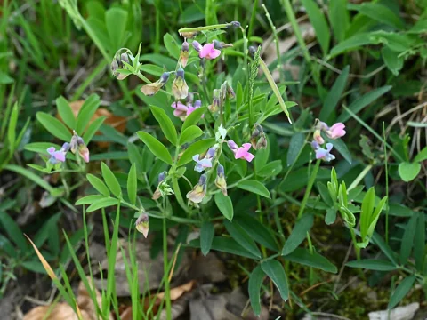 Lathyrus linifolius in flower.