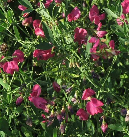 Lathyrus tuberosus in flower.