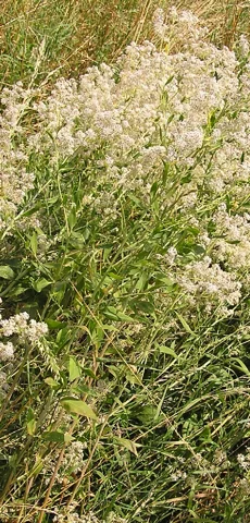 Lepidium latifolium in flower.