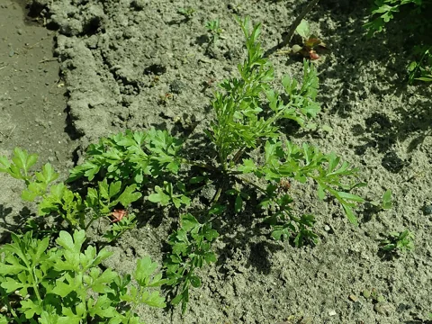 The growth habit of Lepidium sativum.